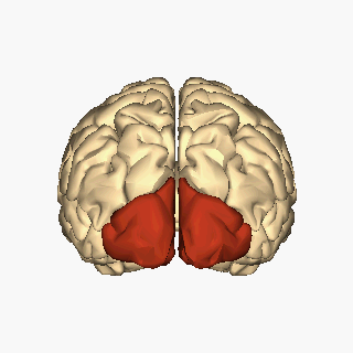 File:Cerebrum - occipital lobe - animation.gif