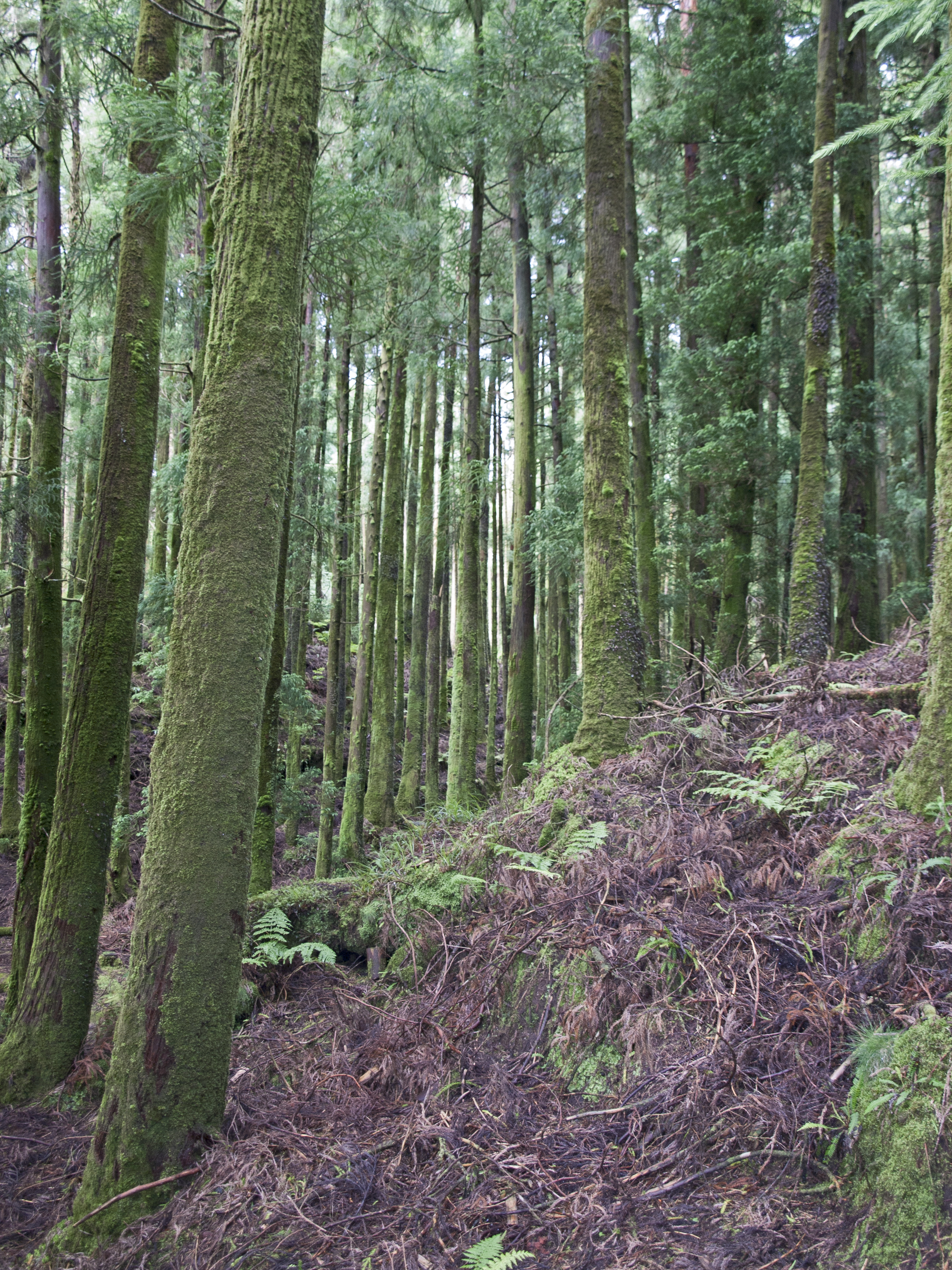 setecidades40st