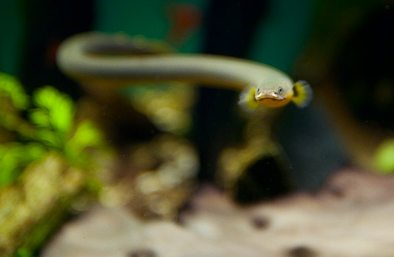 a long, thin fish