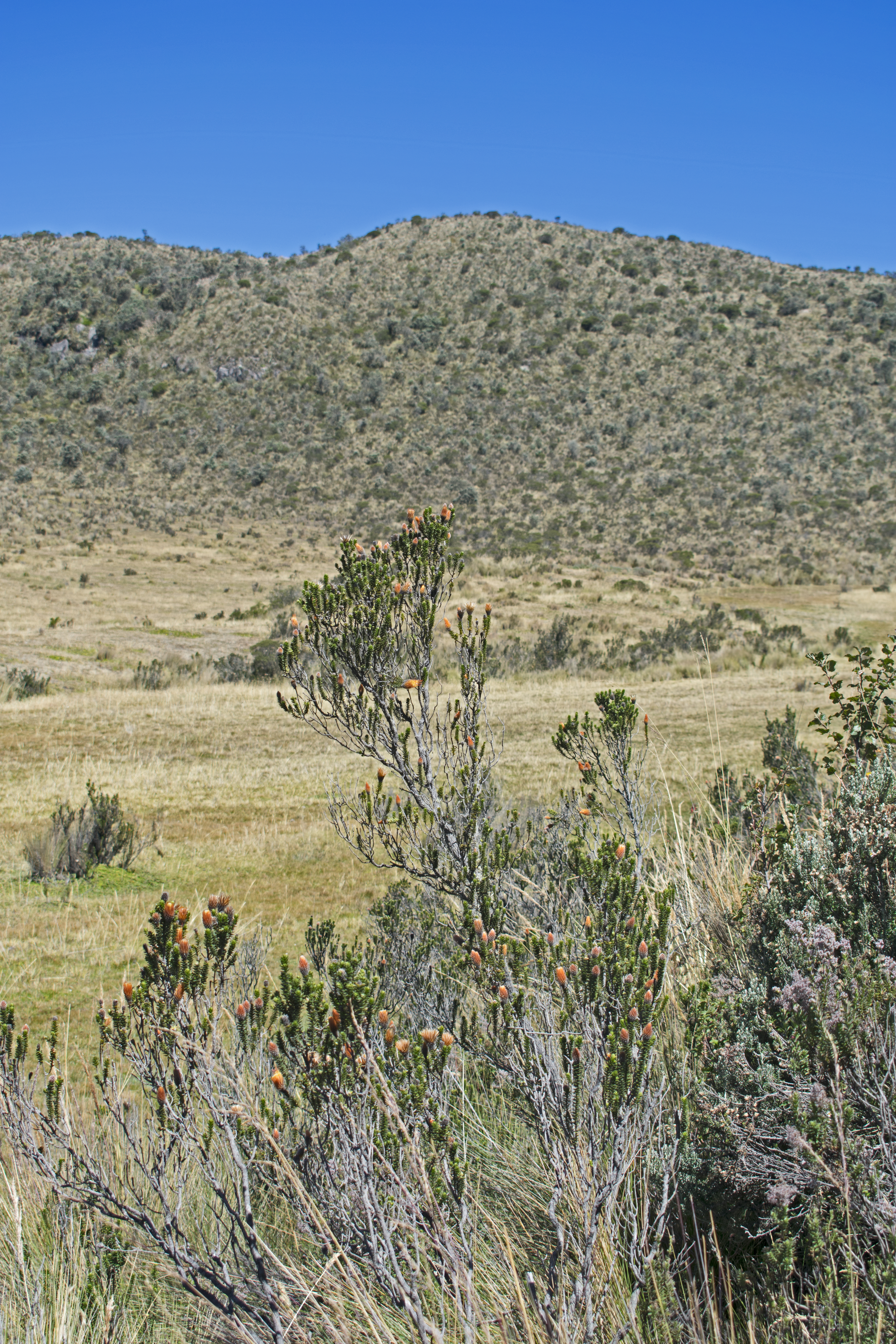 mcotopaxi15