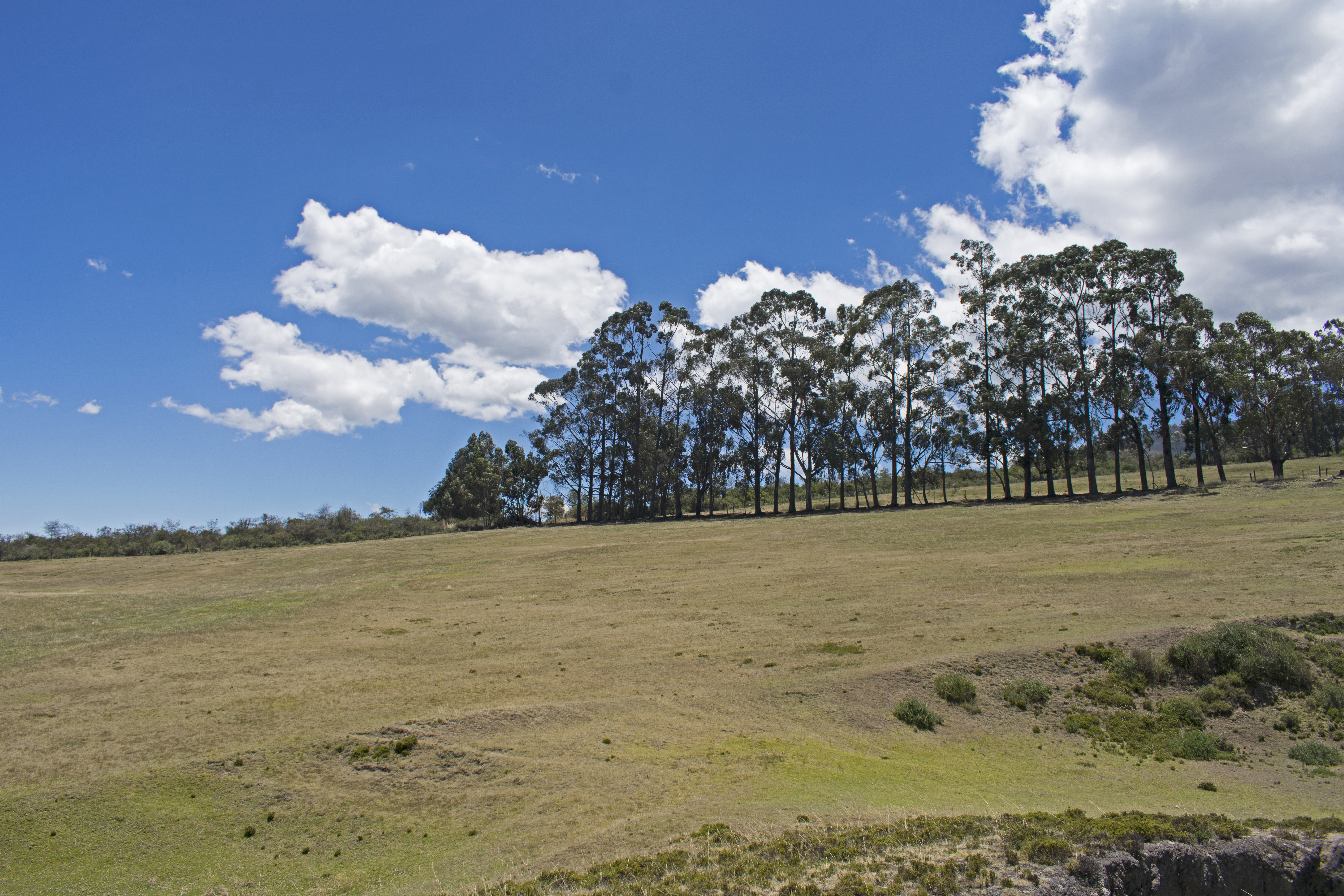 dcochasqui19