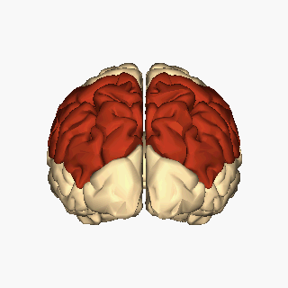 File:Cerebrum - parietal lobe - animation.gif