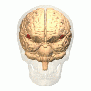 File:Orbital part of the IFG animation.gif