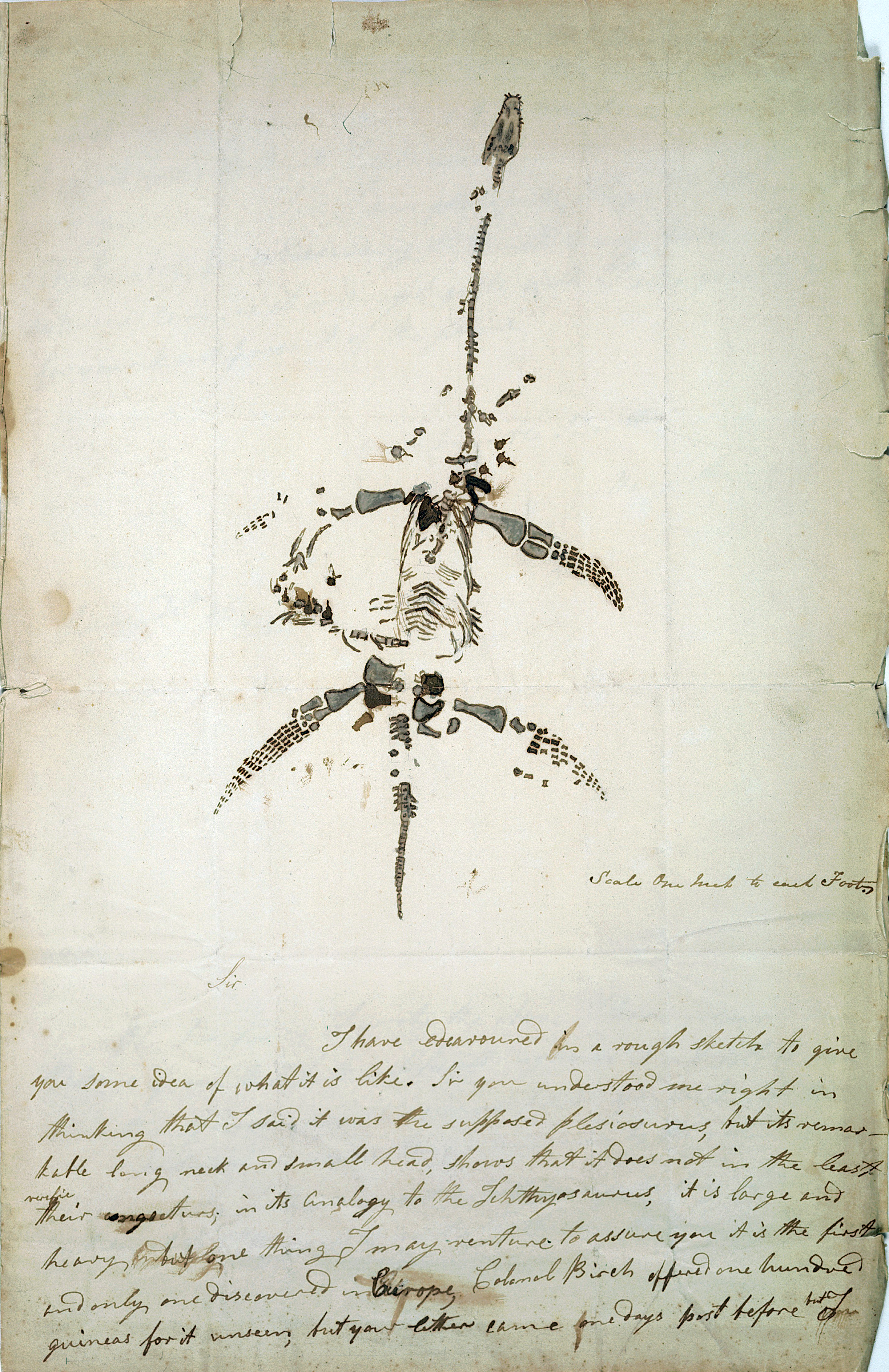 Mary Anning Plesiosaurus