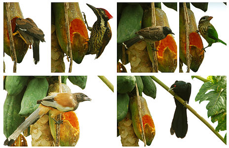 Birds eating Pappaya fruit