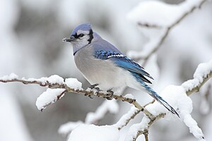 アオカケス (Cyanocitta cristata)、カナダのアルゴンキン州立公園にて