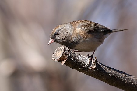 Dark-eyed Junco, female