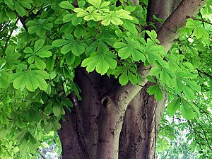 Leaves of Aesculus hippocastanum