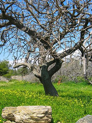 Spring view of an olive tree in the valley of Karystos, Greece.