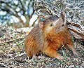 Solenodon joe