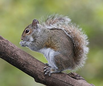 "Eastern Grey Squirrel (Sciurus carolinensis) in Florida"