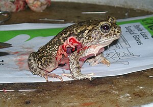 Bloody Frog