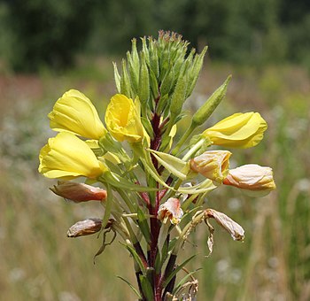 Oenothera rubricaulis flowers