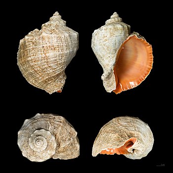 Rapana venosa shell