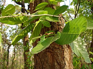 300px-Shorea_robusta_in_Chhattisgarh.jpg