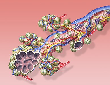 Bronchial anatomy diagram