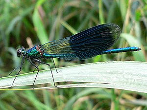 Calopteryx splendens