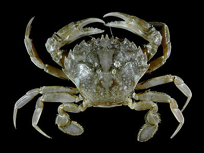 Vernal crab from the Belgian coastal waters on board of RV Belgica.