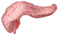 Pancreas (standard image)