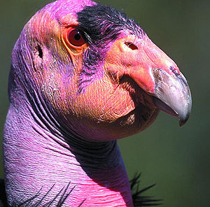 Condor chick in California