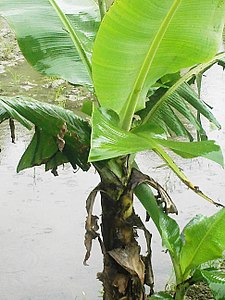 Baby banana plant found found in Nepal