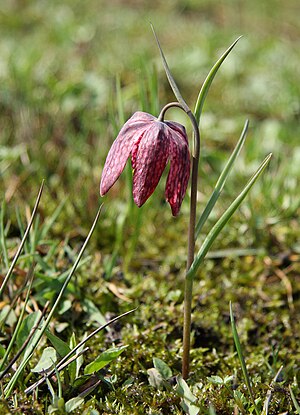 Snake's Head Fritillary (Fritillaria meleagris) on Ljubljana marsh, Slovenia