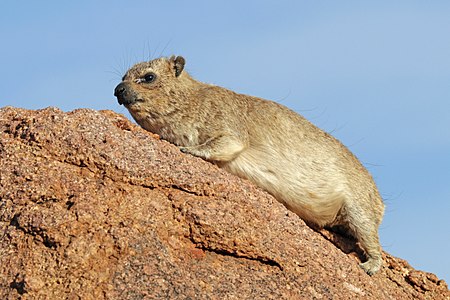 Rock hyrax or dassie (Procavia capensis)