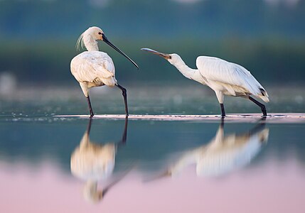 Platalea leucorodia in Danube Reserve