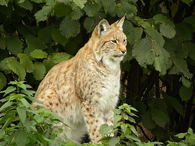 The Eurasian lynx (Lynx lynx) is a medium-sized cat native to European and Siberian forests, where it is one of the predators.