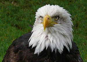 Bald Eagle.