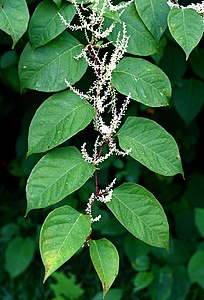 Japanese knotweed ; (Species: Fallopia japonica) is a large, herbaceous perennial plant, native to eastern Asia in Japan, China and Korea.