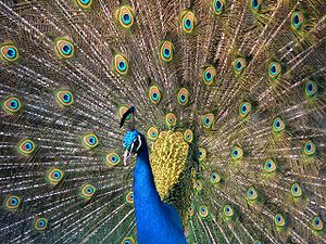 Pavo cristatus