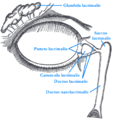 Thumbnail for version as of 09:15, 11 January 2005