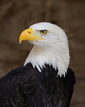 Haliaeetus leucocephalus, also known as the Bald Eagle.