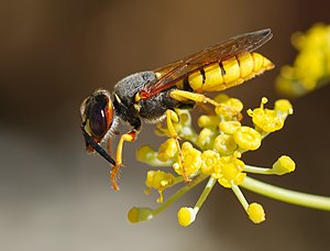 Hornet (Vespa crabo)