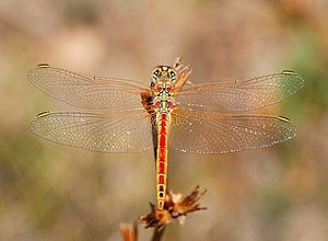 Red-veined darter