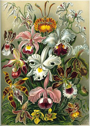 The 74th plate from Ernst Haeckel's Kunstformen der Natur of 1904, showing various types of orchids.