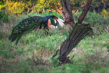 Fighting green peacocks