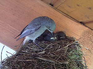 The Nest of & a Black Redstart (Phoenicurus ochruros)