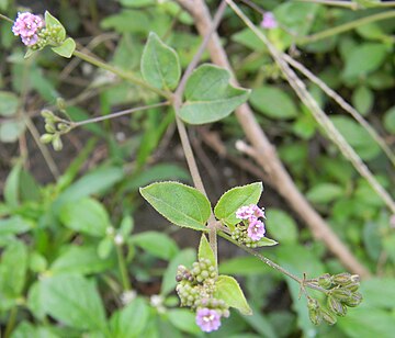 360px-Boerhaavia_diffusa.jpg