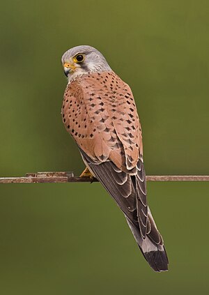 Common Kestrel