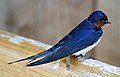 Barn swallow, (Hirundo rustica).