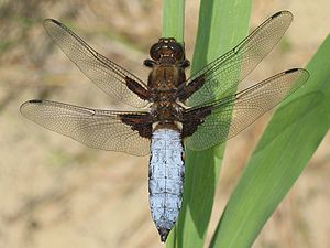 Libellula depressa, male