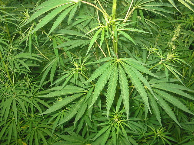 cannabis oil treatments