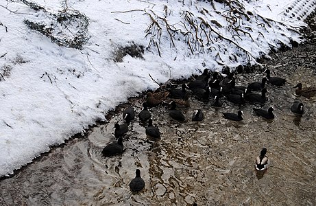 Many waterfowls