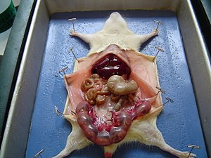 Anatomical picture of a rat