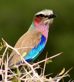 Lilac-breasted Roller photographed in Botswana