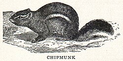 Chipmunk