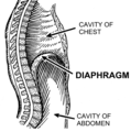 Diaphragm (PSF).png