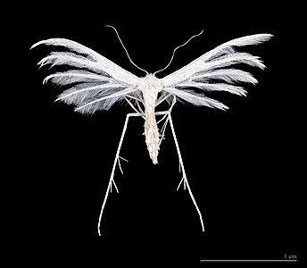 White Plume Moth ♂ - Dorsal side